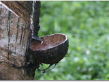 Rubber manufacturing plant starts operation in Liberia