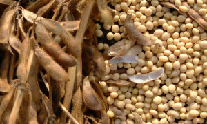  Ford uses soybeans for production of parts
