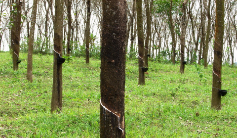 China investing in Sri Lankan natural rubber business: report