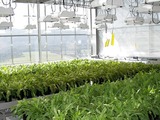Conti opens dandelion rubber research centre