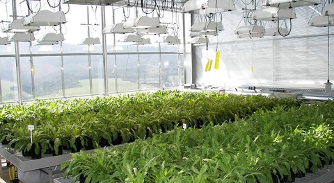 Conti opens dandelion rubber research centre