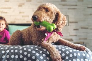  Dog and bone