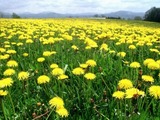 DRAFT Third-party tests indicate dandelion rubber may be hypoallergenic