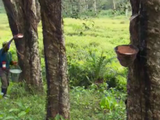 Firestone Liberia cutting 800 jobs on low rubber prices