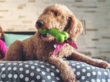Application: TPE compound could be a dog’s best friend