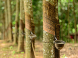 Natural rubber leaf disease raises concerns in Thailand
