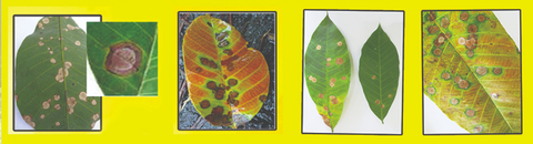 Natural rubber producers "extremely concerned" over disease outbreak