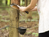 Report: Thailand to cut rubber plantations in long-term