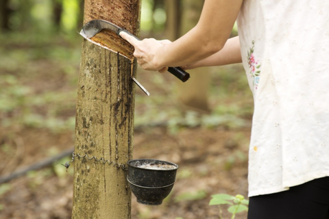 Report: Thailand to cut rubber plantations in long-term
