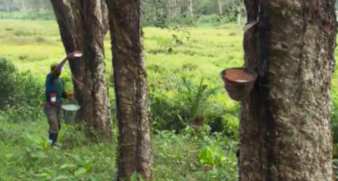 Halcyon Agri looks to lead sustainable rubber initiative