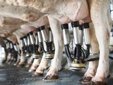 DRI Rubber gains US patent for livestock rubber mat system