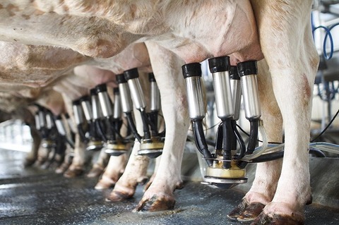 DRI Rubber gains US patent for livestock rubber mat system