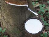 Sumitomo Rubber develops low-odour NR