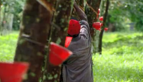 Rubber Price Monitor: Signs of recovery
