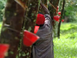 Rubber Price Monitor: Ups & downs