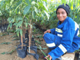 Halcyon Agri raises $25m to invest in rubber sustainability