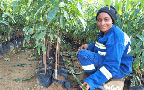 Halcyon Agri raises $25m to invest in rubber sustainability
