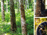 Nexen enhances supply chain sustainability, joins GPSNR