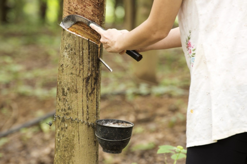 GPSNR looks to increase smallholder inclusion 