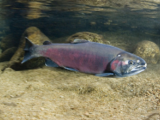 USTMA to probe study linking tire chemicals to fish population decline