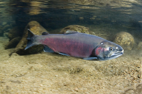 USTMA to probe study linking tire chemicals to fish population decline