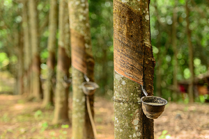 ANRPC upgrades forecasts for rubber supply and demand