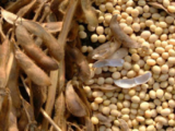 Goodyear sets policy for sustainable procurement of soybeans