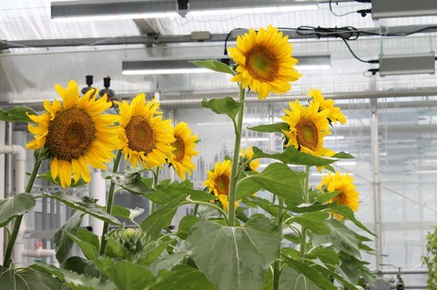 US biotech company expands sunflower rubber research