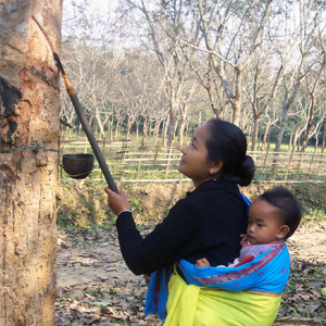 Report reveals NR smallholders hit by Covid 