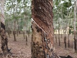 Kopernik helping rubber farmers to cap lost yields