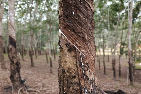 Kopernik helping rubber farmers to cap lost yields