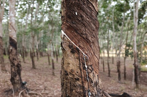 Kopernik helping rubber farmers to cap lost yields 