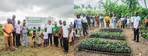 Agrobusiness group SIFCA restores 1.17 hectares of land in Côte d’Ivoire 