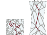 Harvard researchers develop ‘both stiff and tough’ elastic polymers