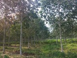 Q&A: Forest Stewardship Council discusses impact of sustainability on rubber growers