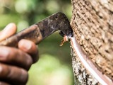 ANRPC lowers rubber production, consumption forecast