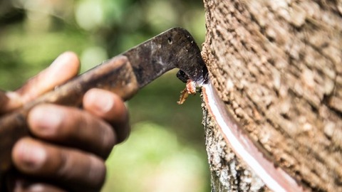 ANRPC lowers rubber production, consumption forecast 