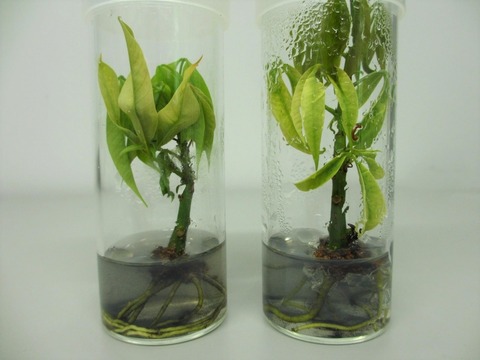 research paper in tissue culture