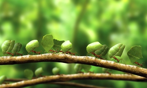 Leafcutter ants